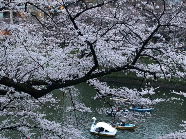 和粋庵の春の話。