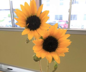 和粋庵の初夏の話。