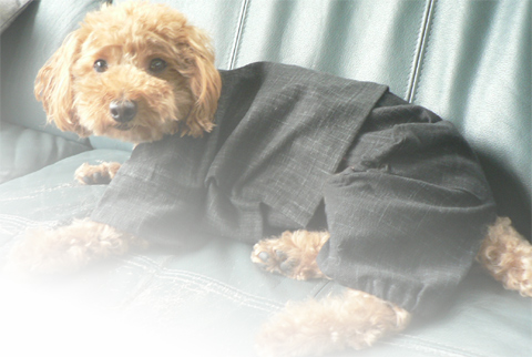 犬の和服姿 日本製作務衣 甚平 専門 老舗メーカー 和粋庵 公式通販